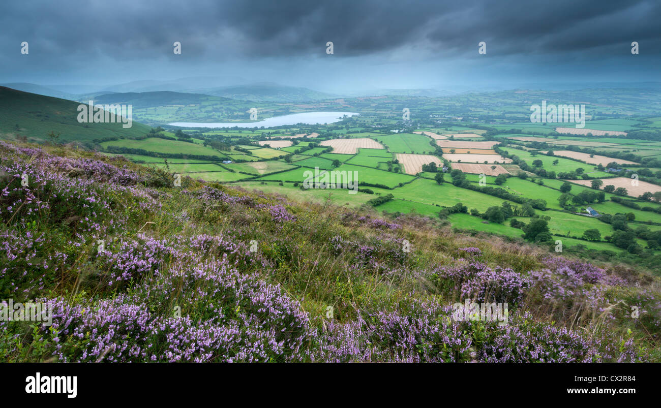 Fioritura heather su Mynydd Llangorse mountain, con vedute verso il lago Llangorse e Pen y ventola, Brecon Beacons Foto Stock