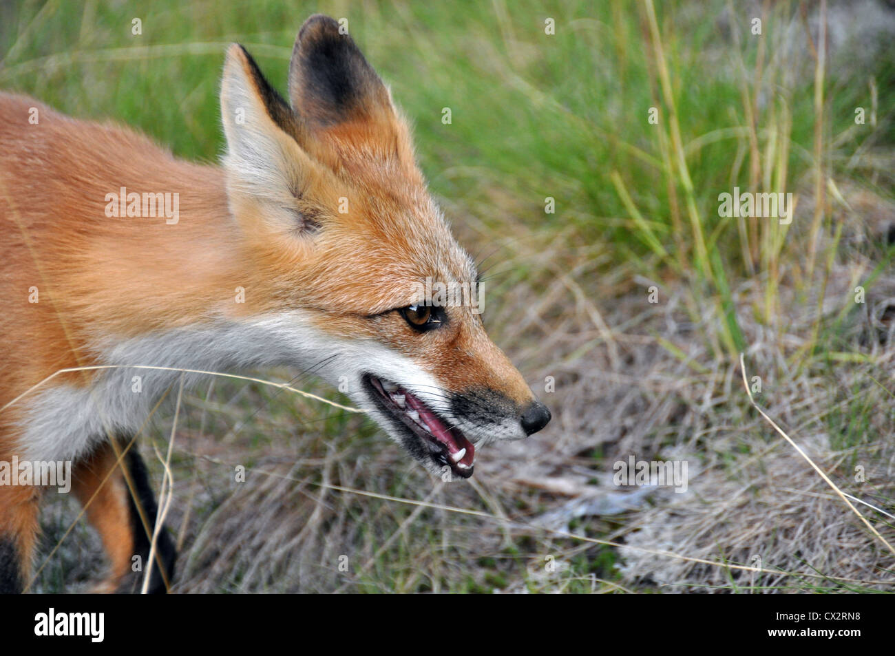 Wild red fox profilo Foto Stock