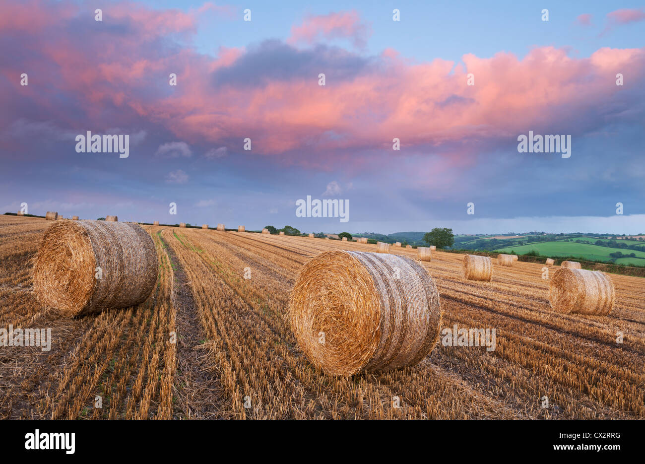 Le balle di paglia in un campo al di sotto di un rosa tramonto Cielo, Eastington, Devon, Inghilterra. Estate (Agosto 2012). Foto Stock