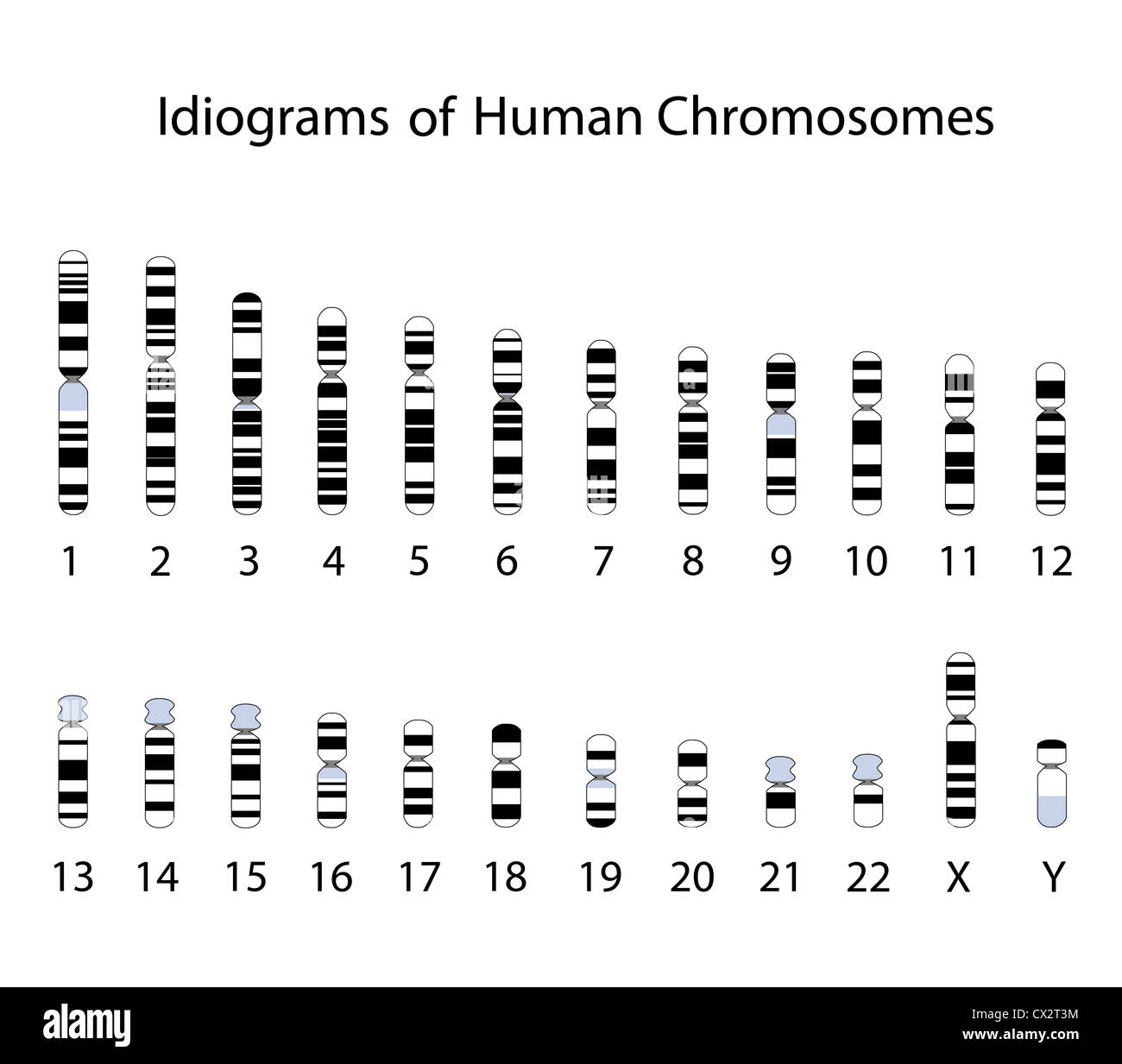 Il cromosoma umano idiogram Foto Stock