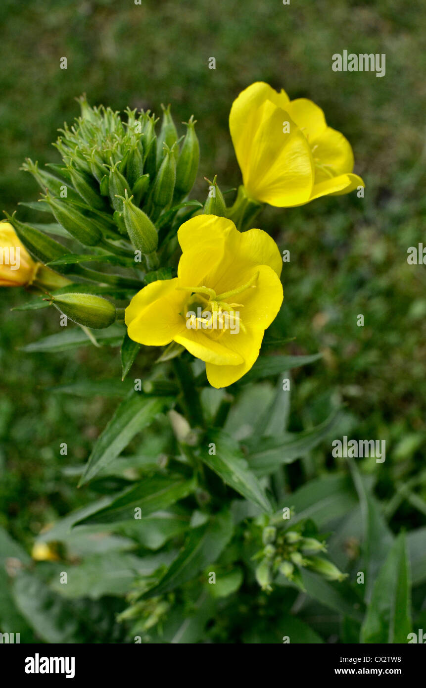 Serata comune Primrose / Oenotera biennis. Il fuoco è sul fiore centrale. Foto Stock