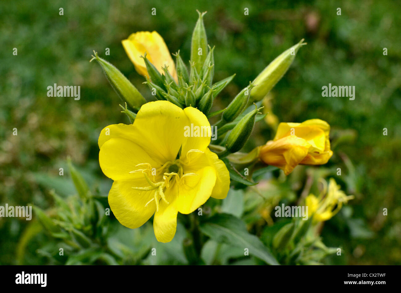 Serata comune Primrose / Oenotera biennis. Il fuoco è sul fiore centrale. Foto Stock