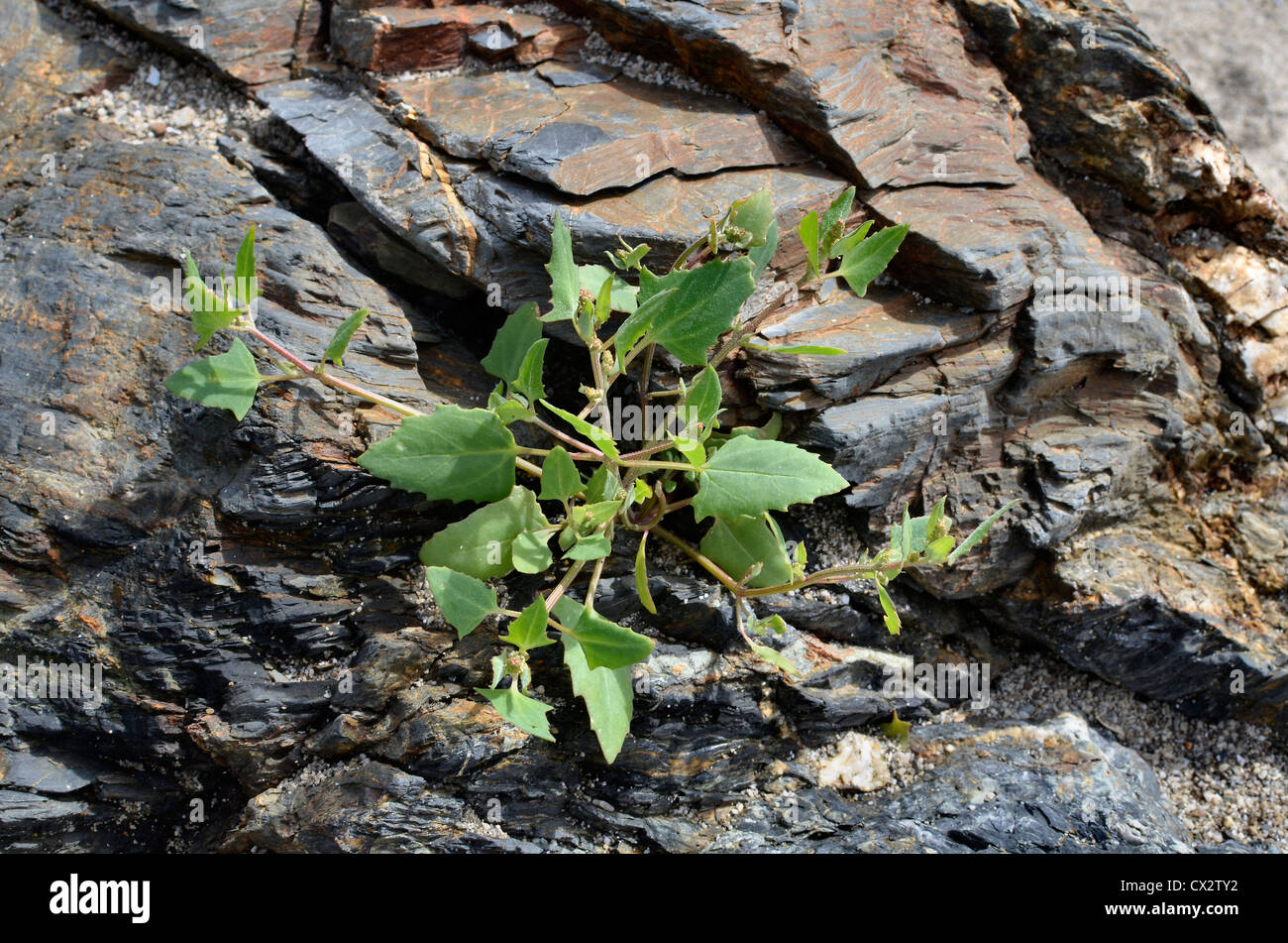 Credeva di essere la lancia-lasciava Orache / Atriplex hastata. Foglie giovani può essere foraged e consumare cotti. Foto Stock