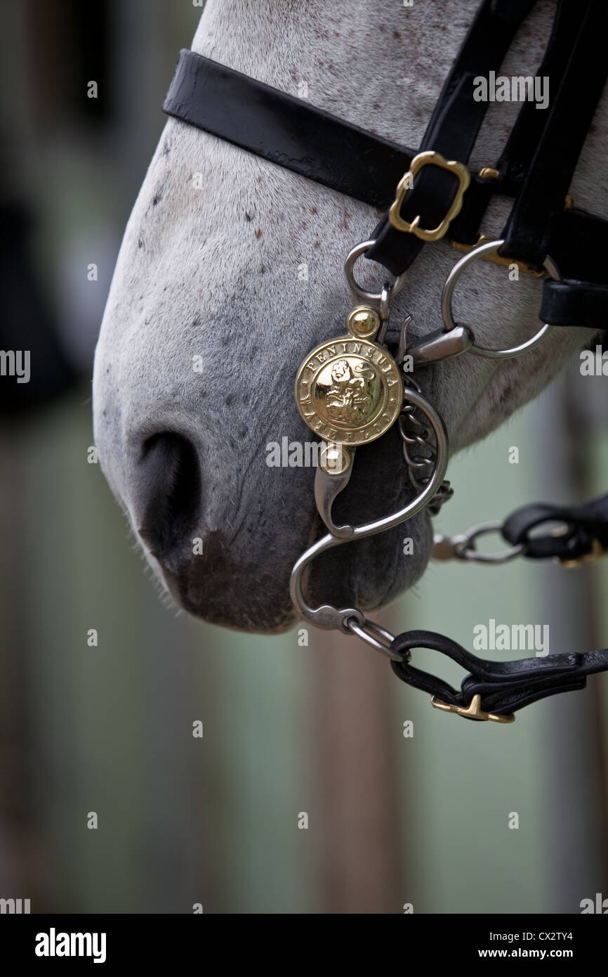 Briglia dettaglio su un cavallo della cavalleria della famiglia Foto Stock