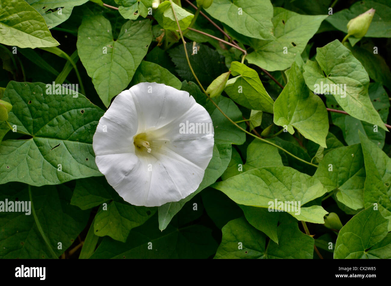 Fiori e fogliame di Hedge Centinodia / Calystegia sepium. Foto Stock