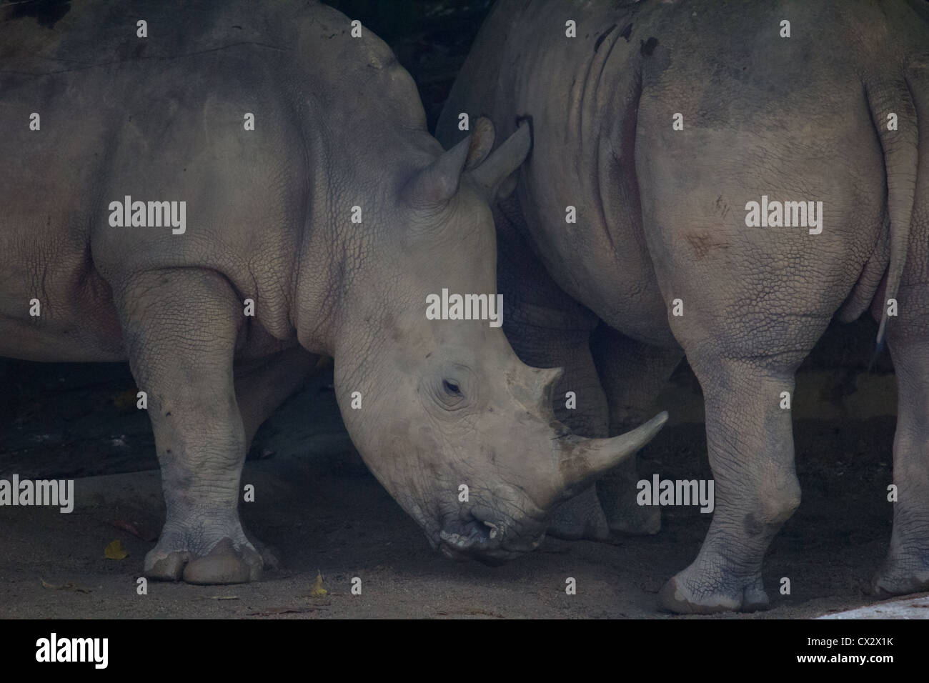 Ritratto di rinoceronte Foto Stock