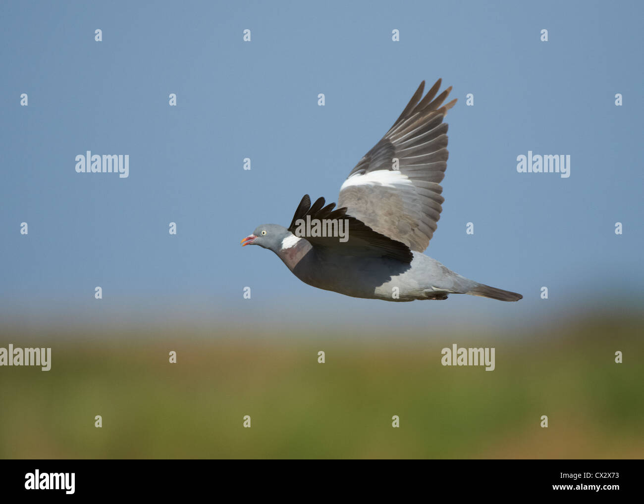 Colombaccio in volo Foto stock Alamy Colombaccio in volo Foto stock Alamy