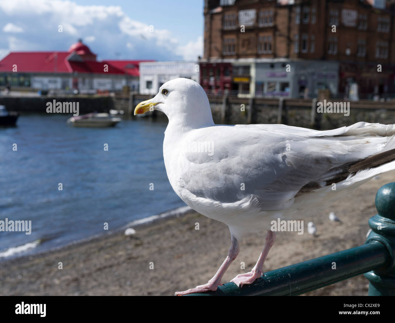 Dh Aringa europea gabbiano I gabbiani UK Larus argentatus British Aringa Gabbiano gabbiani scozia seagull Foto Stock