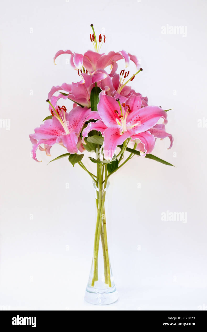 Vaso di gigli rosa Foto Stock