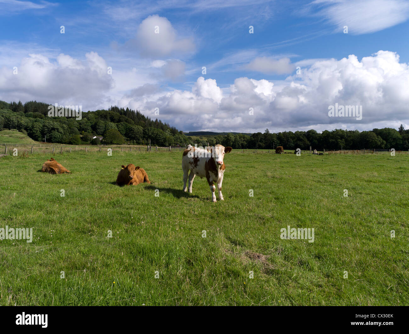 Dh Kilmartin Glen KILMARTIN ARGYLL azienda vacche nel campo di argyllshire Foto Stock