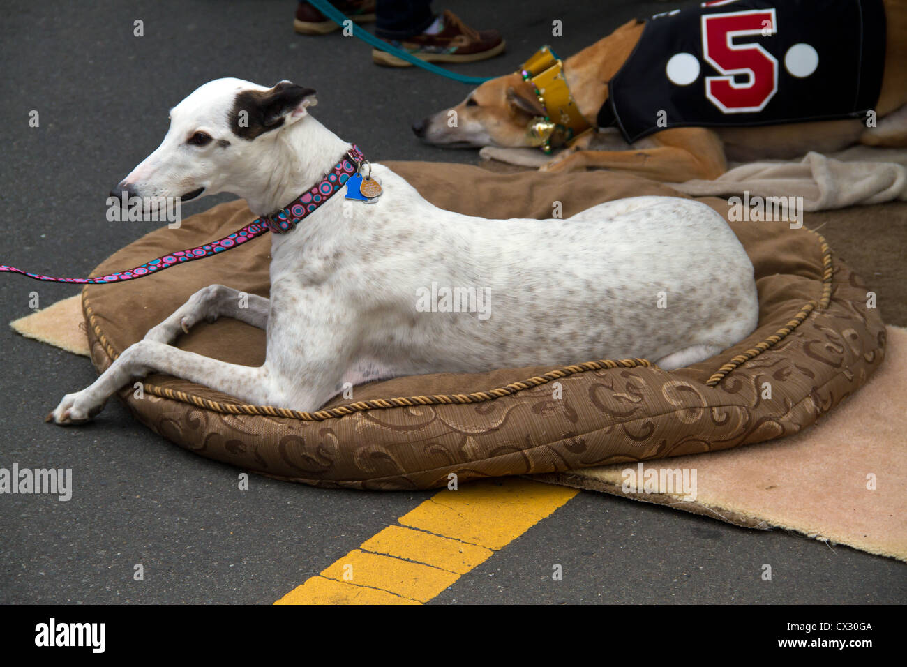 Salvataggio cani Greyhound Foto Stock