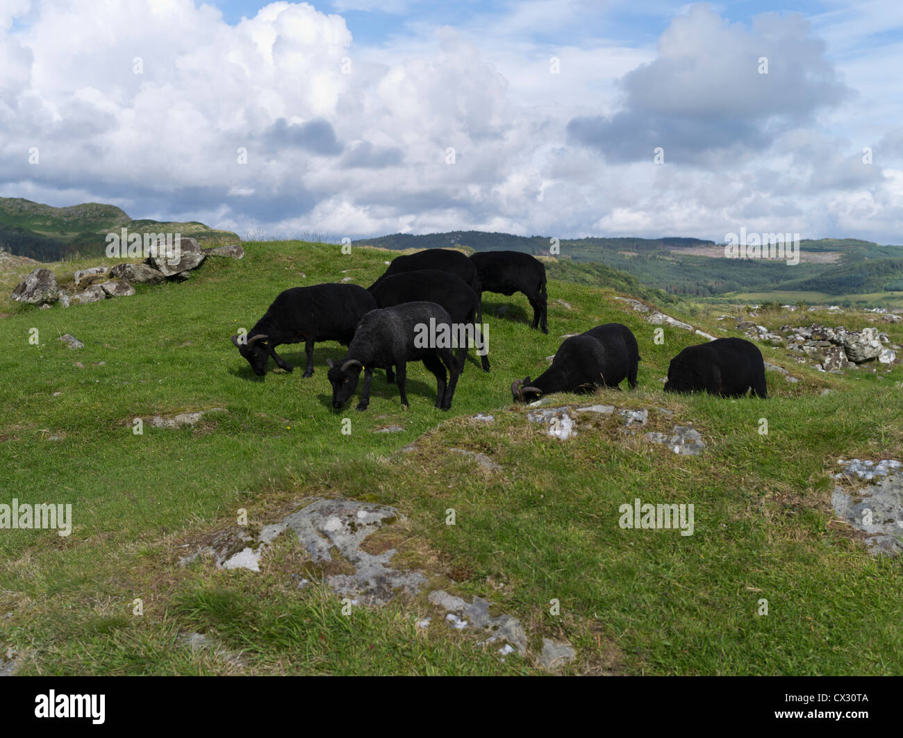 dh Kilmartin Glen DUNADD ARGYLL Scottish Black Sheep Flock Dunadd Hillfort Crag Fort Dalriada bestiame pascolo animali erba agricoltura scozia Foto Stock