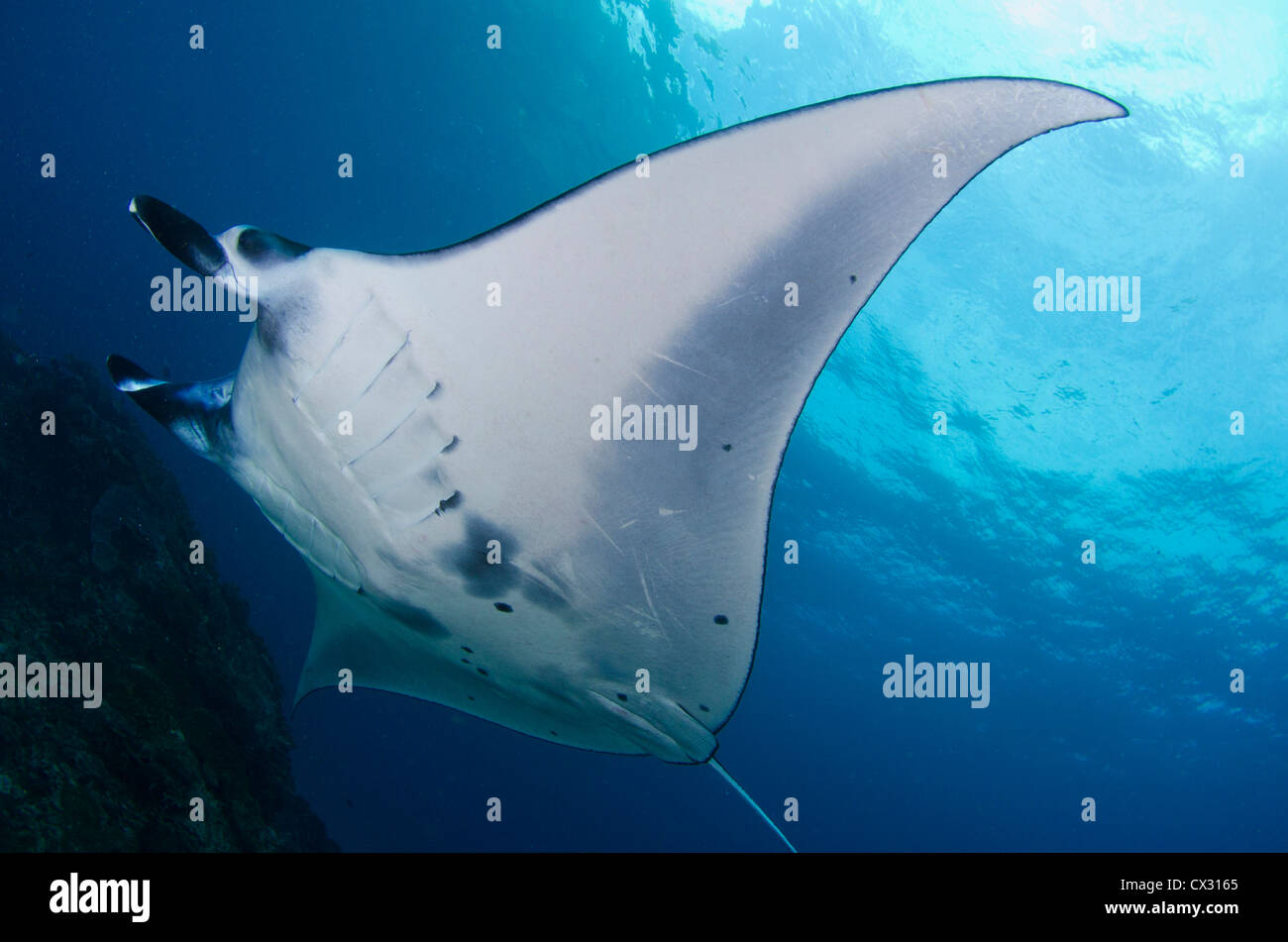 Manta ray di Komodo, Indonesia, subacquea, Sea Life, scuba diving,, oceano mare, acqua, acqua azzurra, profondo della vita marina, enorme Foto Stock