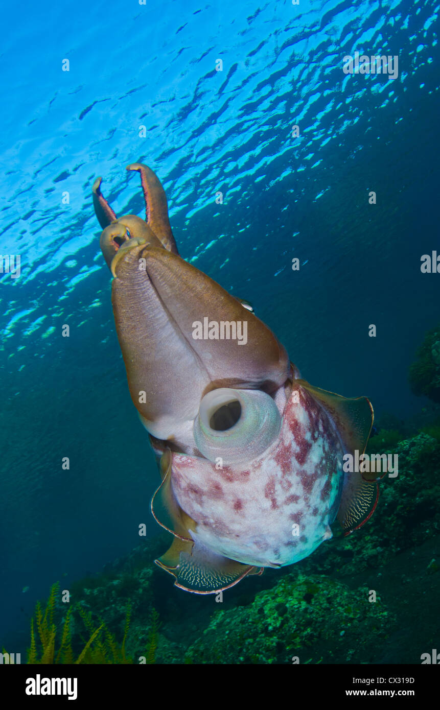 Seppie, cefalopodi, Underwater Sea life, Komodo, Indonesia, oceano mare, acqua profonda, camouflage, acqua azzurra, scuba diving,. Foto Stock