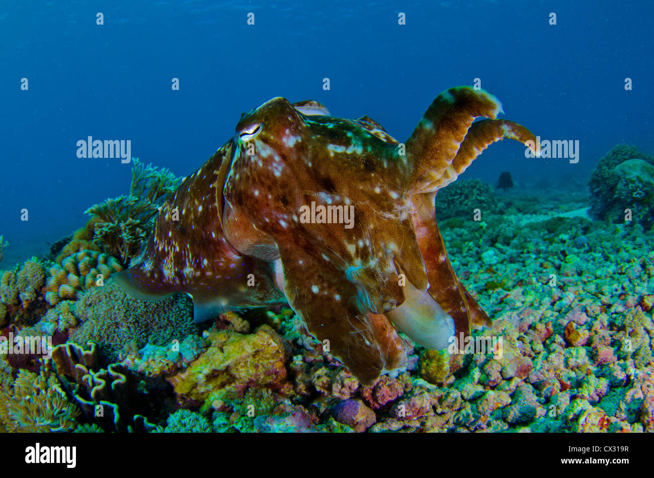 Seppie, cefalopodi, Underwater Sea life, Komodo, Indonesia, sull'oceano, sul mare, scuba diving, profondo, acqua, camouflage, cefalopodi Foto Stock