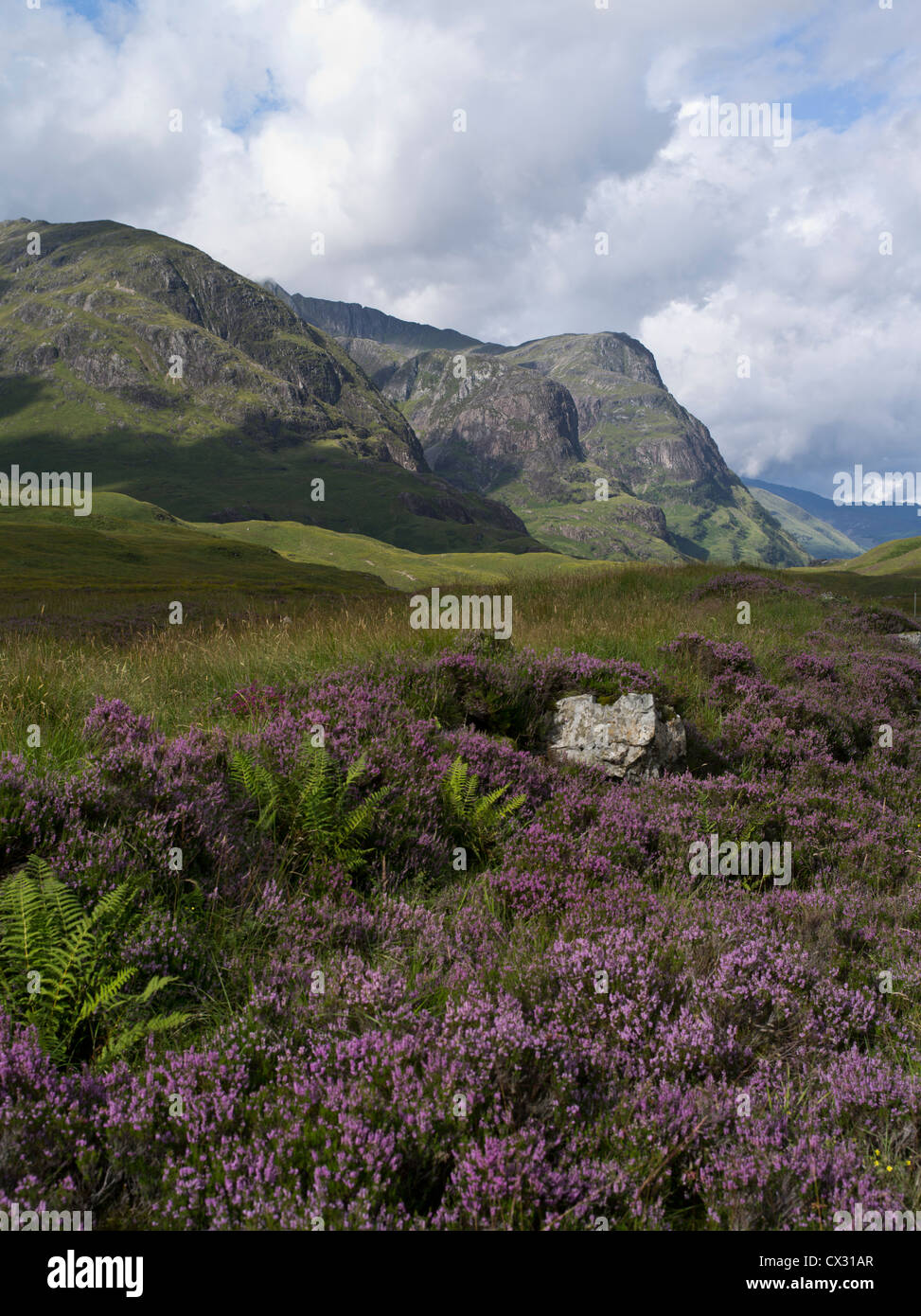 dh Three Sisters GLEN Coe ARGYLL Purple Heather Glen Coe Montagne Beinn Fhada Gearr Aonach Aonach Dubh glencoe Scozia scozzese paesaggio delle highlands Foto Stock