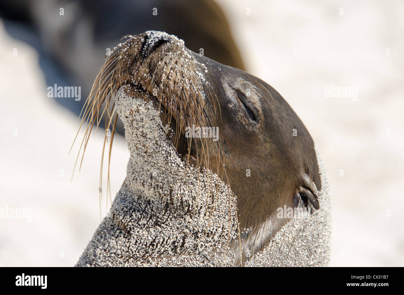 Un leone di mare si crogiola al sole sulla spiaggia di Le isole Galapagos. Foto Stock