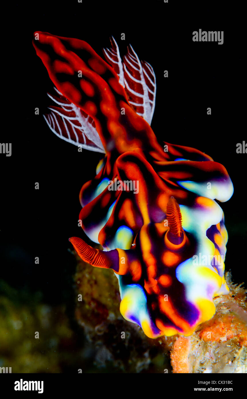 Nudibranch, Subacquea Sea life, Komodo, Indonesia, mare slug, scuba immersioni, colorata, fotosub, profondo oceano mare, Foto Stock