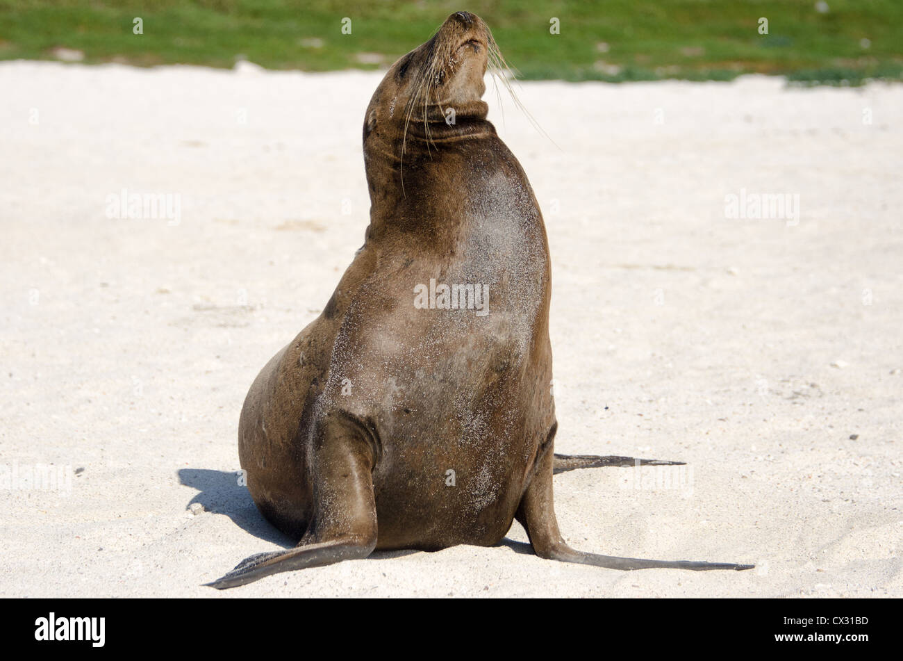 Un leone di mare si crogiola al sole sulla spiaggia di Le isole Galapagos. Foto Stock