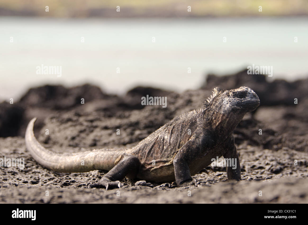 Un Iguana marina si crogiola sulla lava nelle isole Galapagos Foto Stock