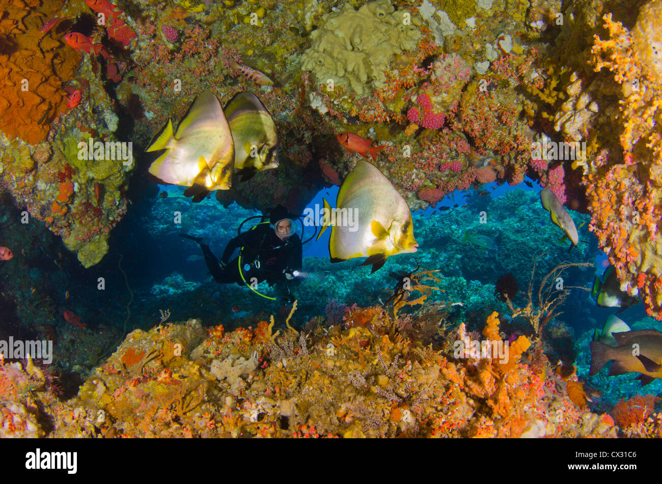 Underwater Sea life, Komodo, Indonesia, scuba diving, subacqueo, femmina subacqueo, Coral reef, colorati pesci pipistrello, grotta, oceano mare Foto Stock