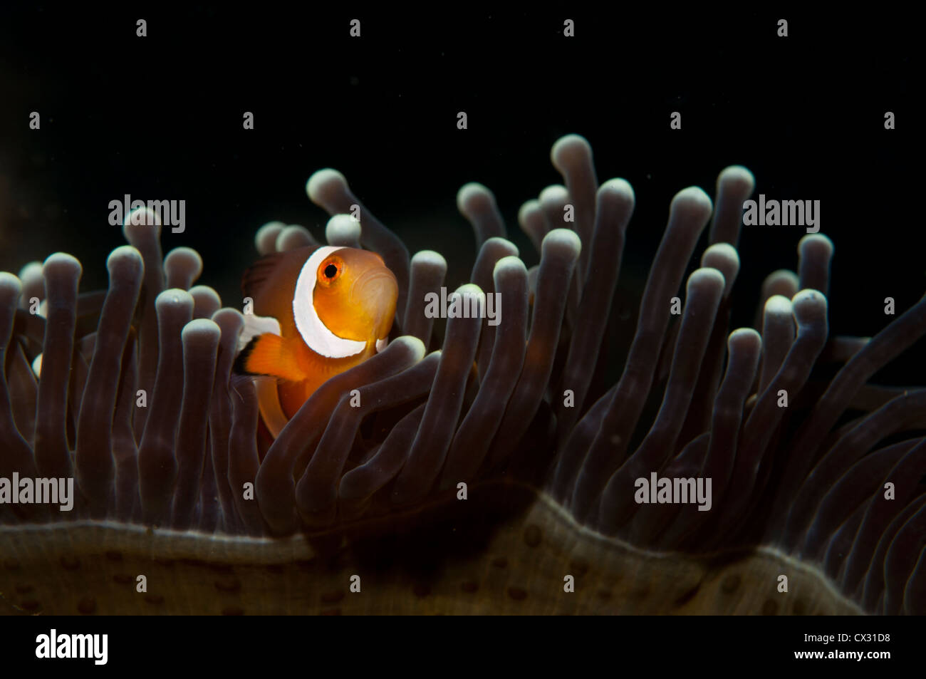 Falso clownfish, Amphiprion ocellaris, in una magnifica anemone, Heteractis magnifica, " Parco Nazionale di Komodo, Nusa Tenggara Foto Stock