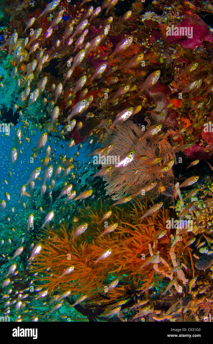Pesce di vetro in Coral reef di Komodo, Indonesia, colorata barriera corallina, l'acqua è blu e sull'oceano, sul mare, scuba diving, vita marina, Foto Stock