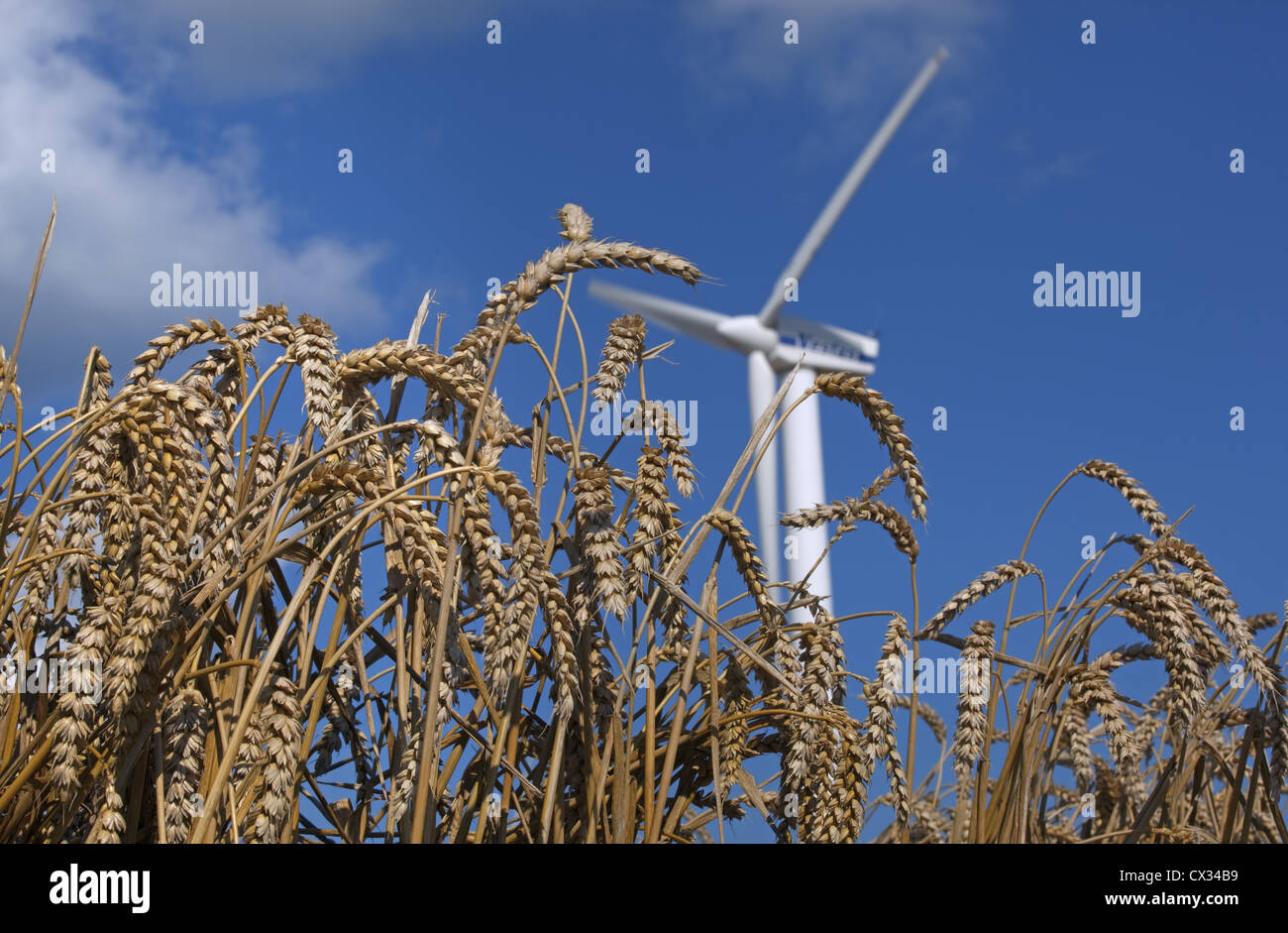 Blood Hill Wind Farm vicino a Winterton in Norfolk Inghilterra al momento del raccolto Foto Stock