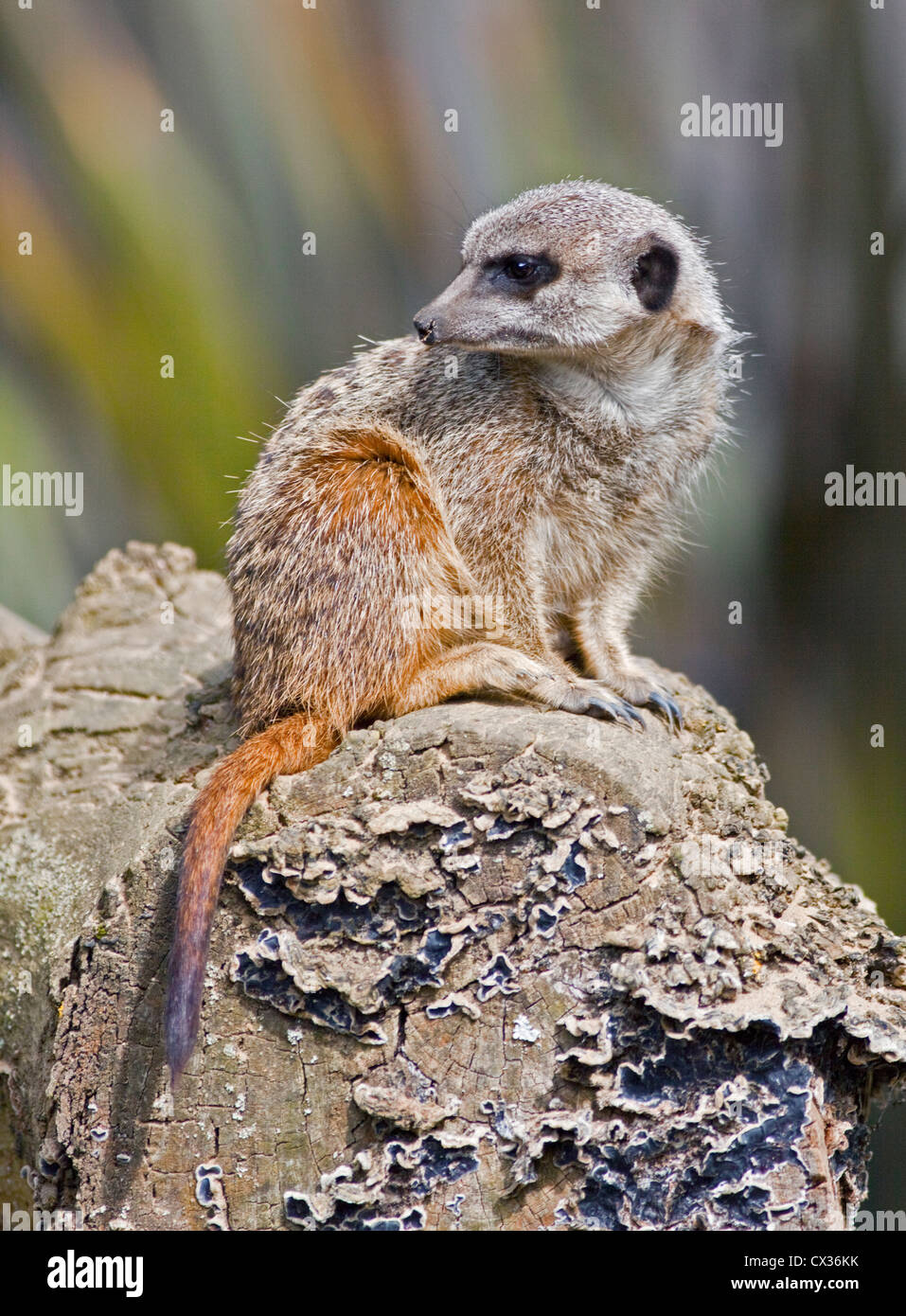 Slanciata Meerkat codato (suricata suricatta) Foto Stock