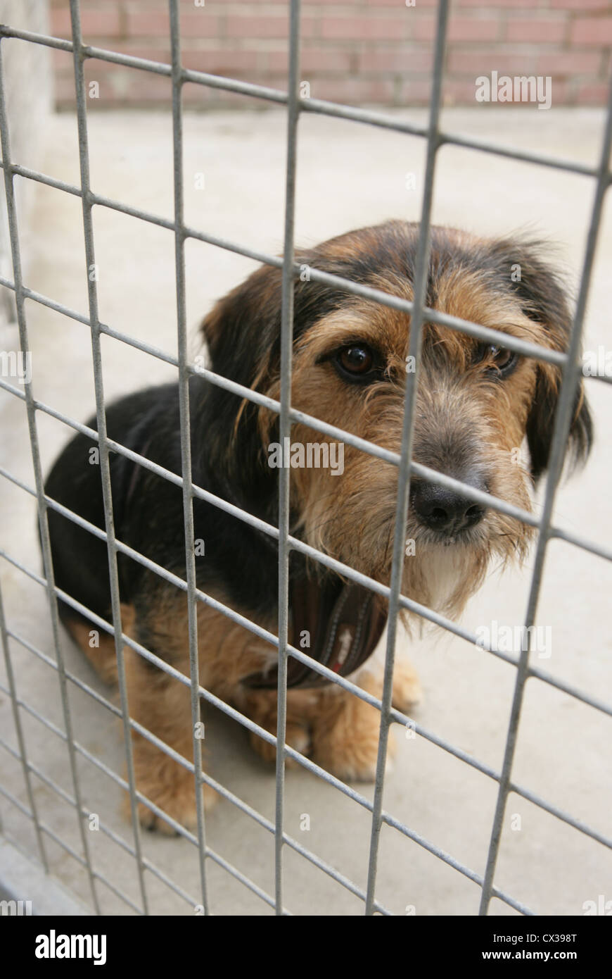 Salvataggio singolo cane adulto in una gabbia REGNO UNITO Foto Stock