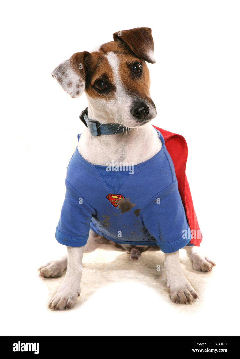 Superdog singolo adulto in un studio REGNO UNITO Foto Stock