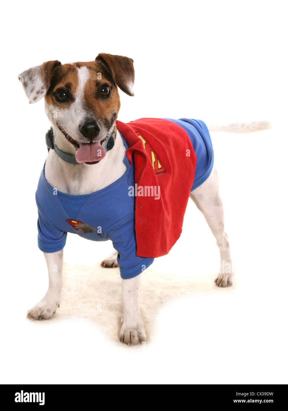 Superdog singolo adulto in un studio REGNO UNITO Foto Stock