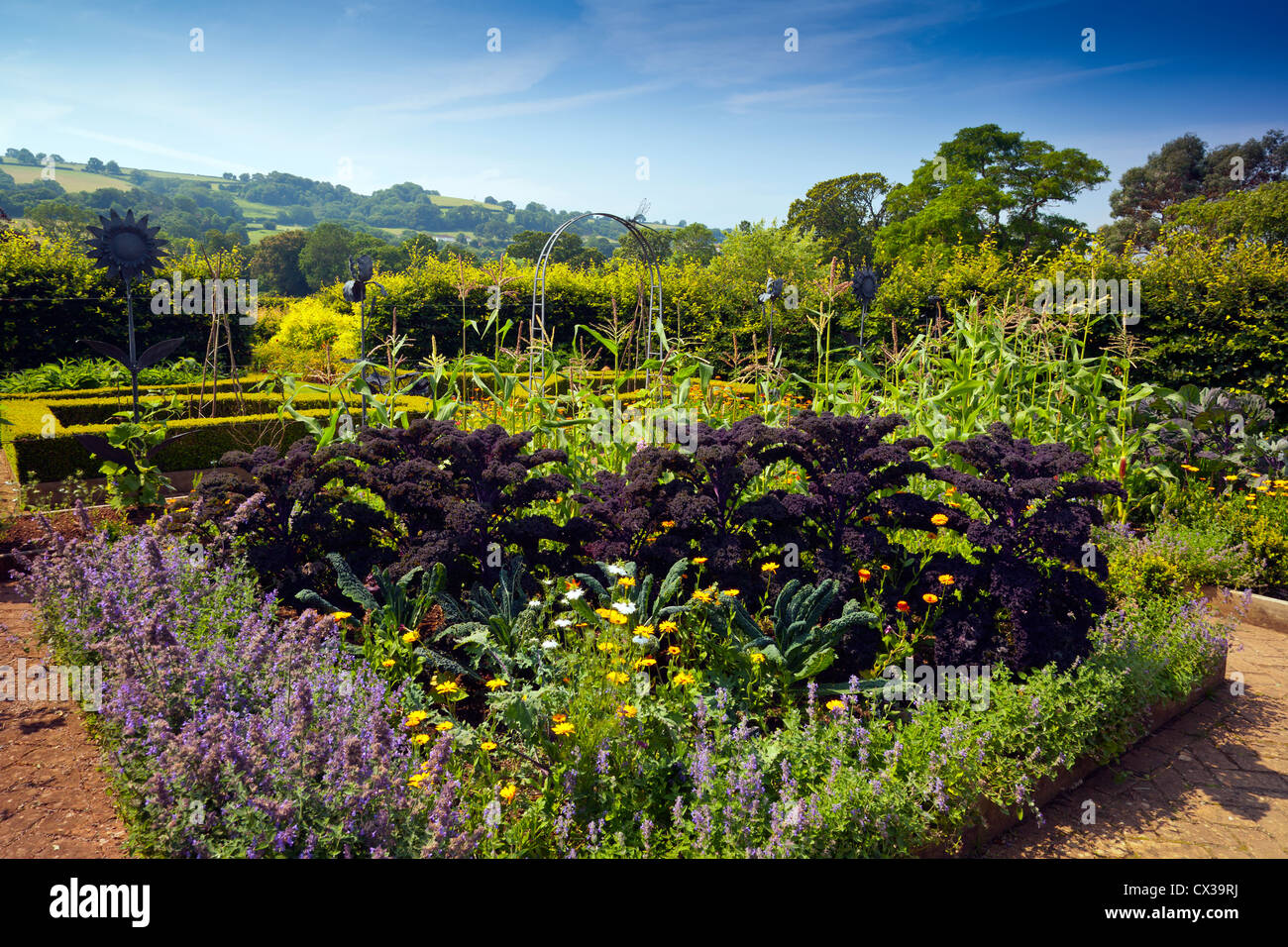 Cavolo nero nell'Orto a Holt Biologico di Fattoria giardino, Blagdon, North Somerset, Inghilterra, Regno Unito Foto Stock