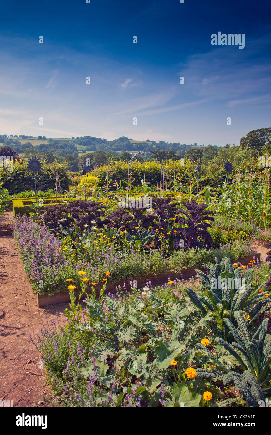 Nero e verde kale in orto a Holt Biologico di Fattoria giardino, Blagdon, North Somerset, Inghilterra, Regno Unito Foto Stock