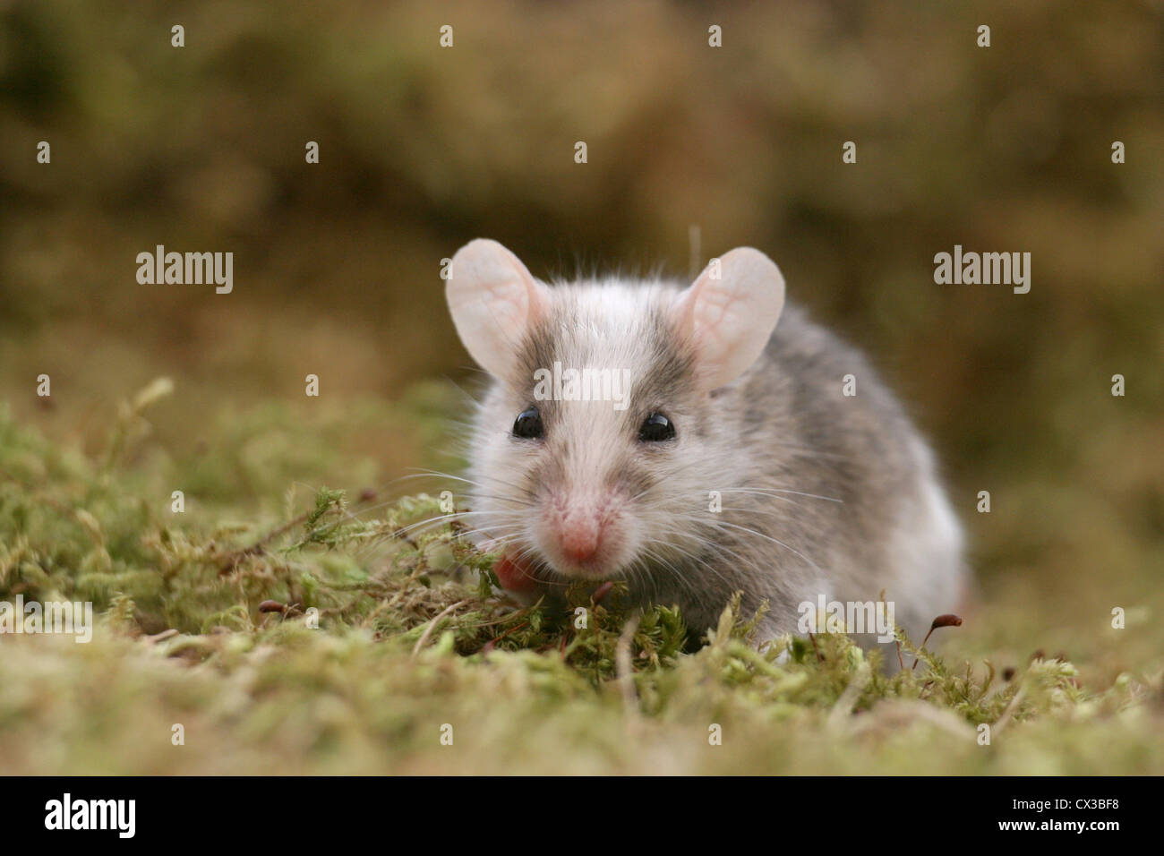 mouse Foto Stock
