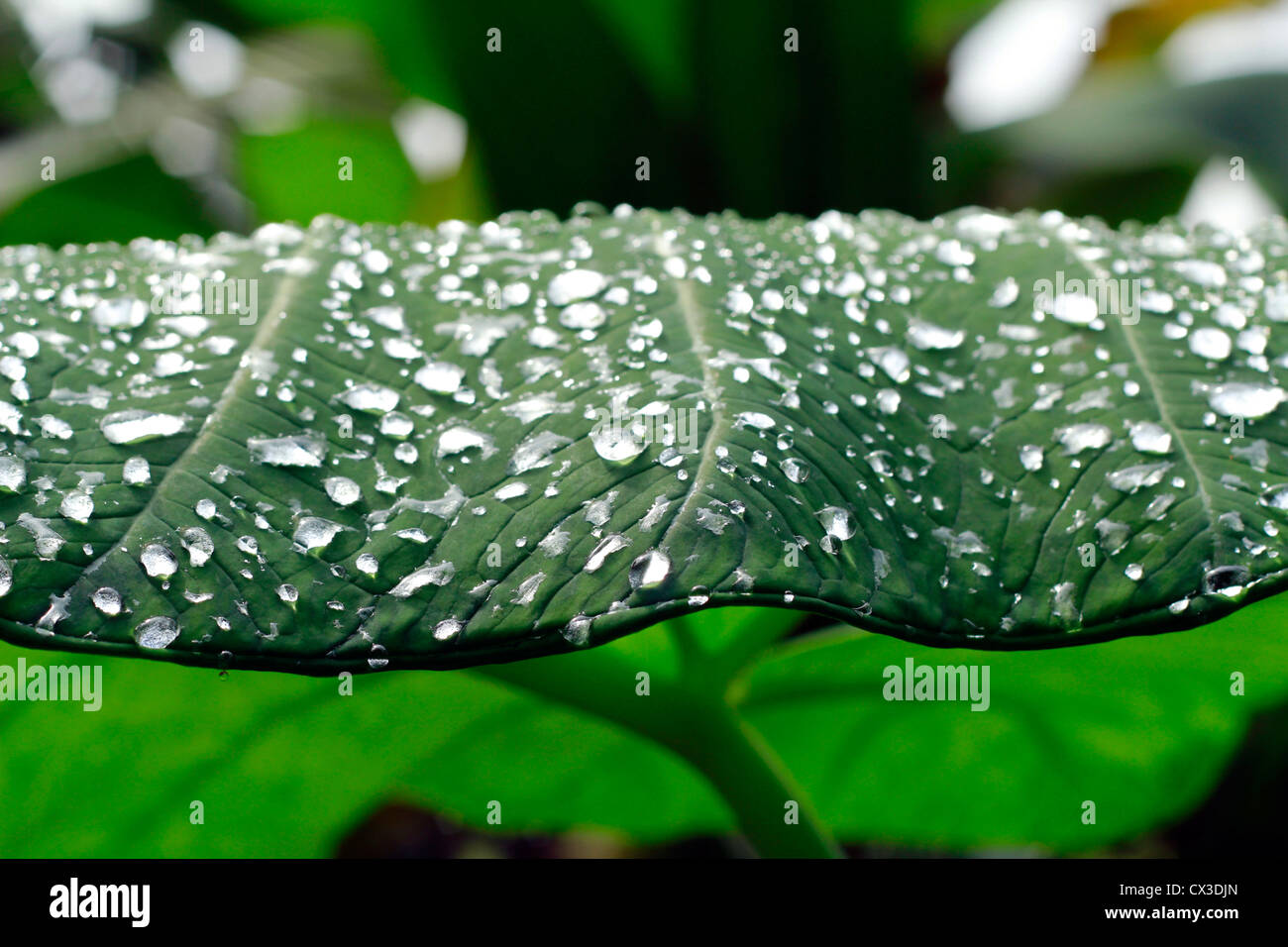 La doccia mattutina lasciando una bella parttern su arrowleaf; chiamato anche l'orecchio di elefante leaf Foto Stock