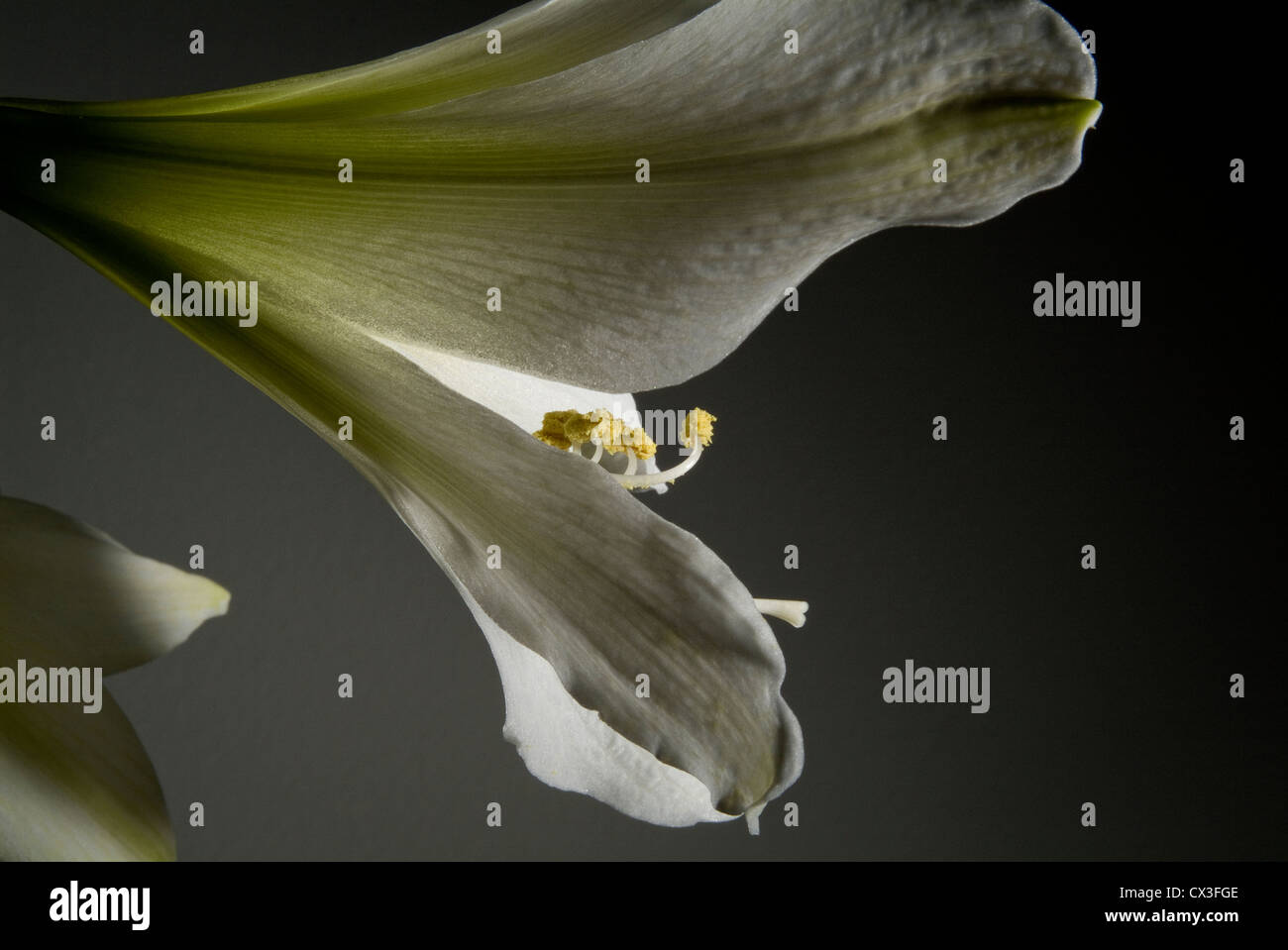 Close-up di Amaryllis. Foto Stock