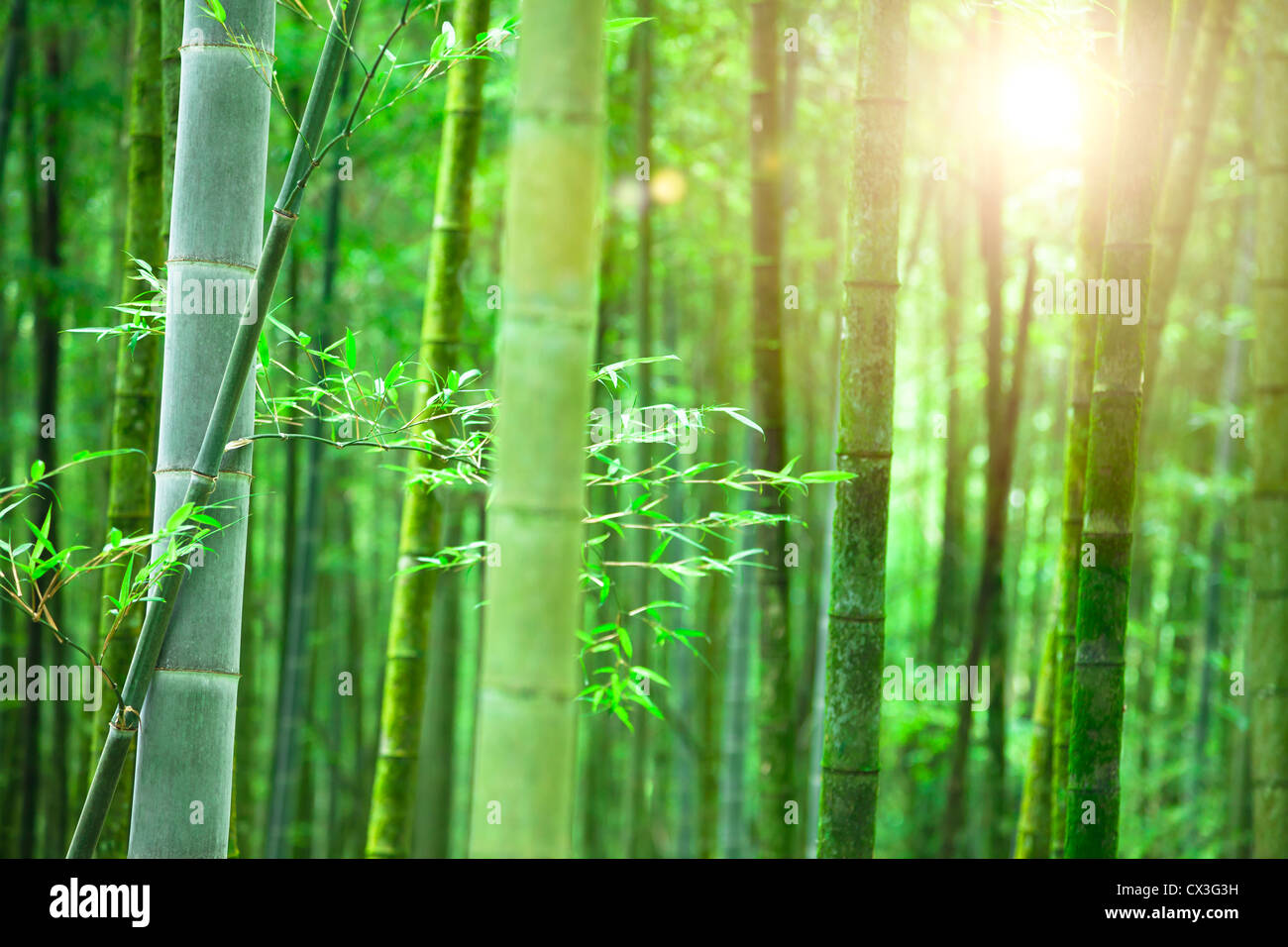 Foresta di Bamboo con la luce del sole di mattina Foto Stock