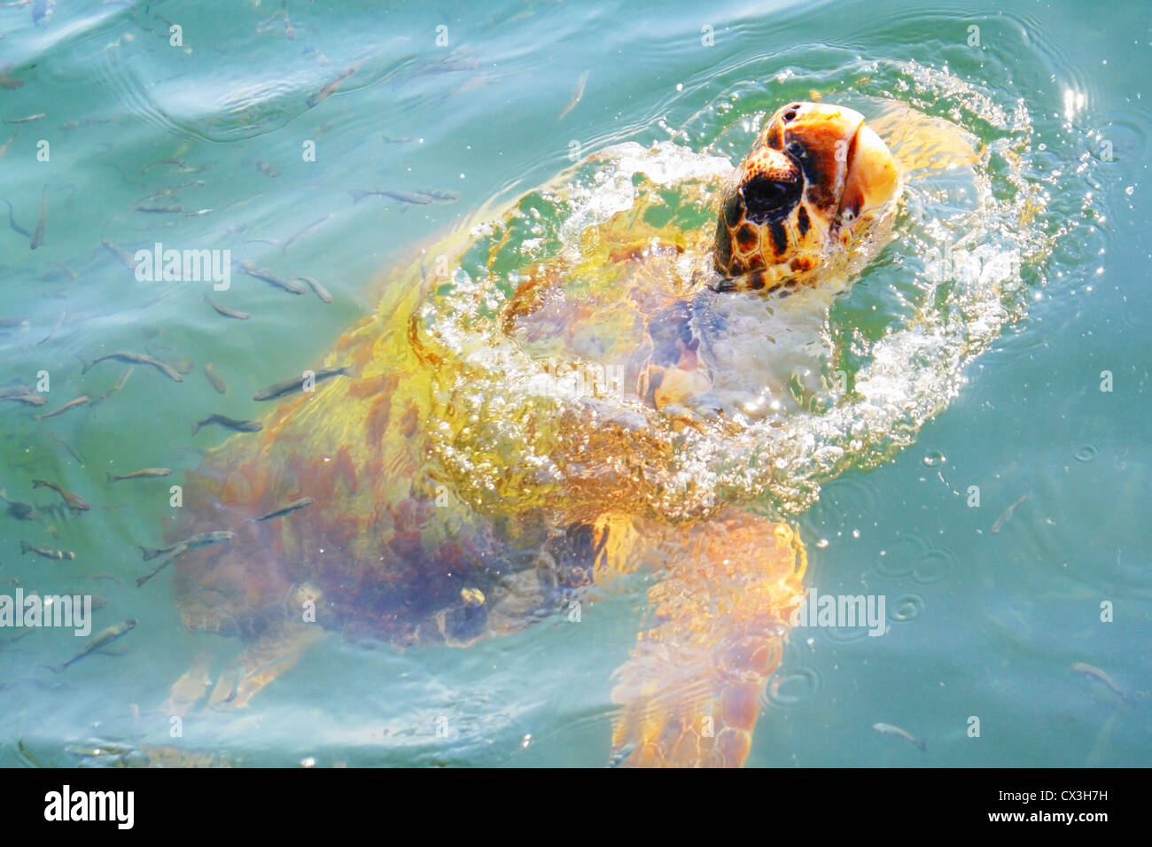 Foto di una tartaruga di affioramento per aria seguita da pesci di piccole dimensioni Foto Stock