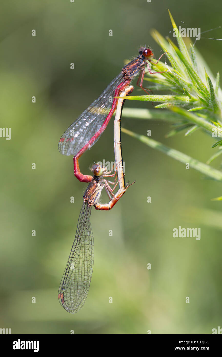 Piccolo rosso Damselflies; Ceriagrion tenellum; abbinato; Cornovaglia; Regno Unito Foto Stock