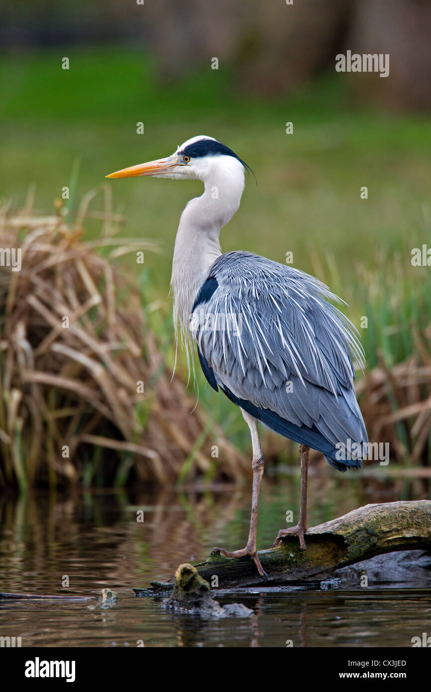 Airone cinerino (Ardea cinerea) in piedi lungo la riva del lago Foto Stock