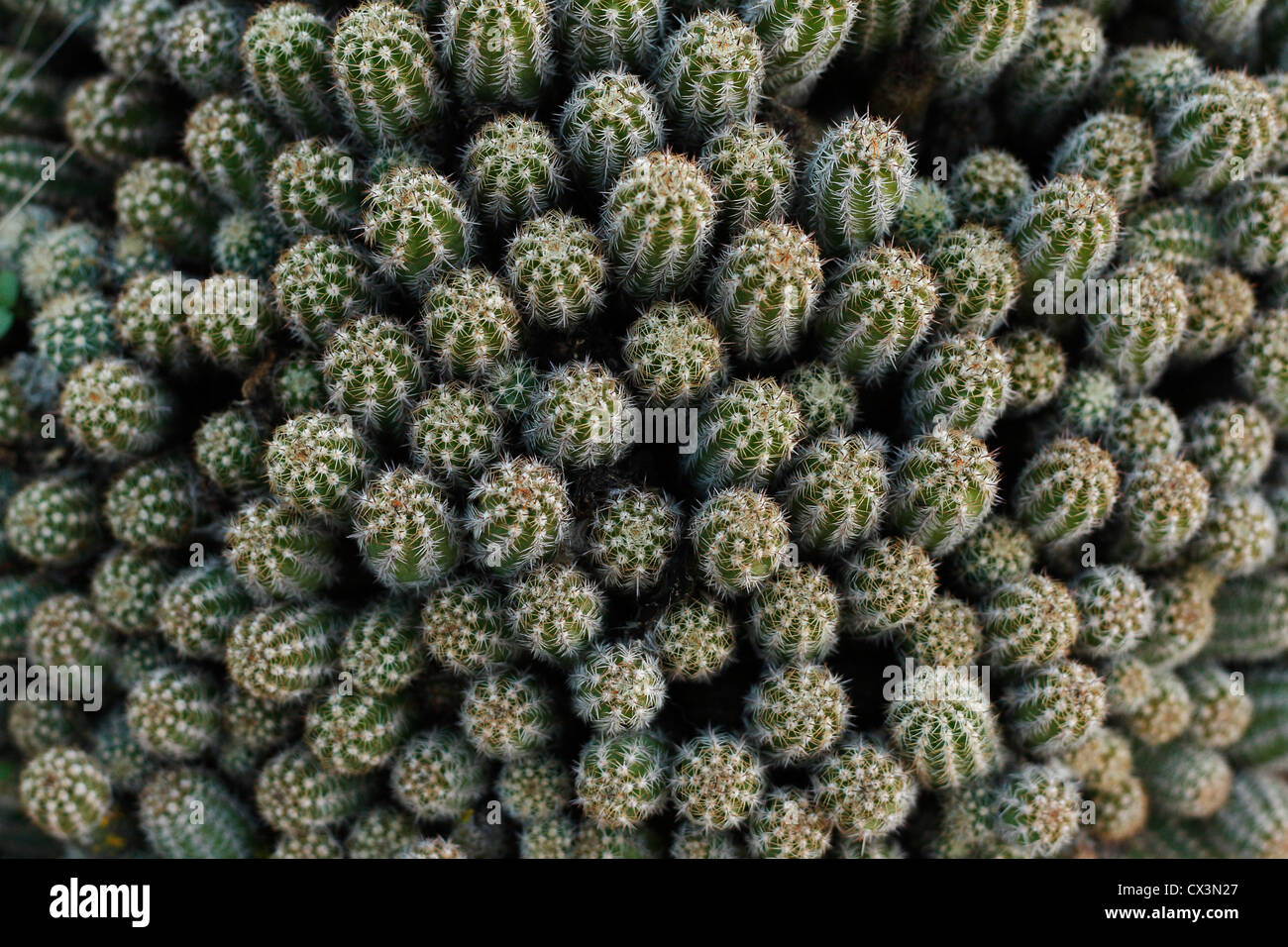 Un primo piano di cactus di luce soffusa. Foto Stock