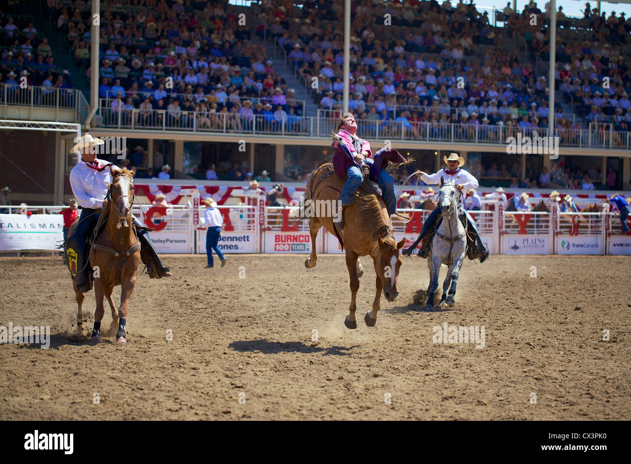 Un rodeo si aggrappa al suo cavallo durante la Calgary Stampede event di luglio 2012 Foto Stock