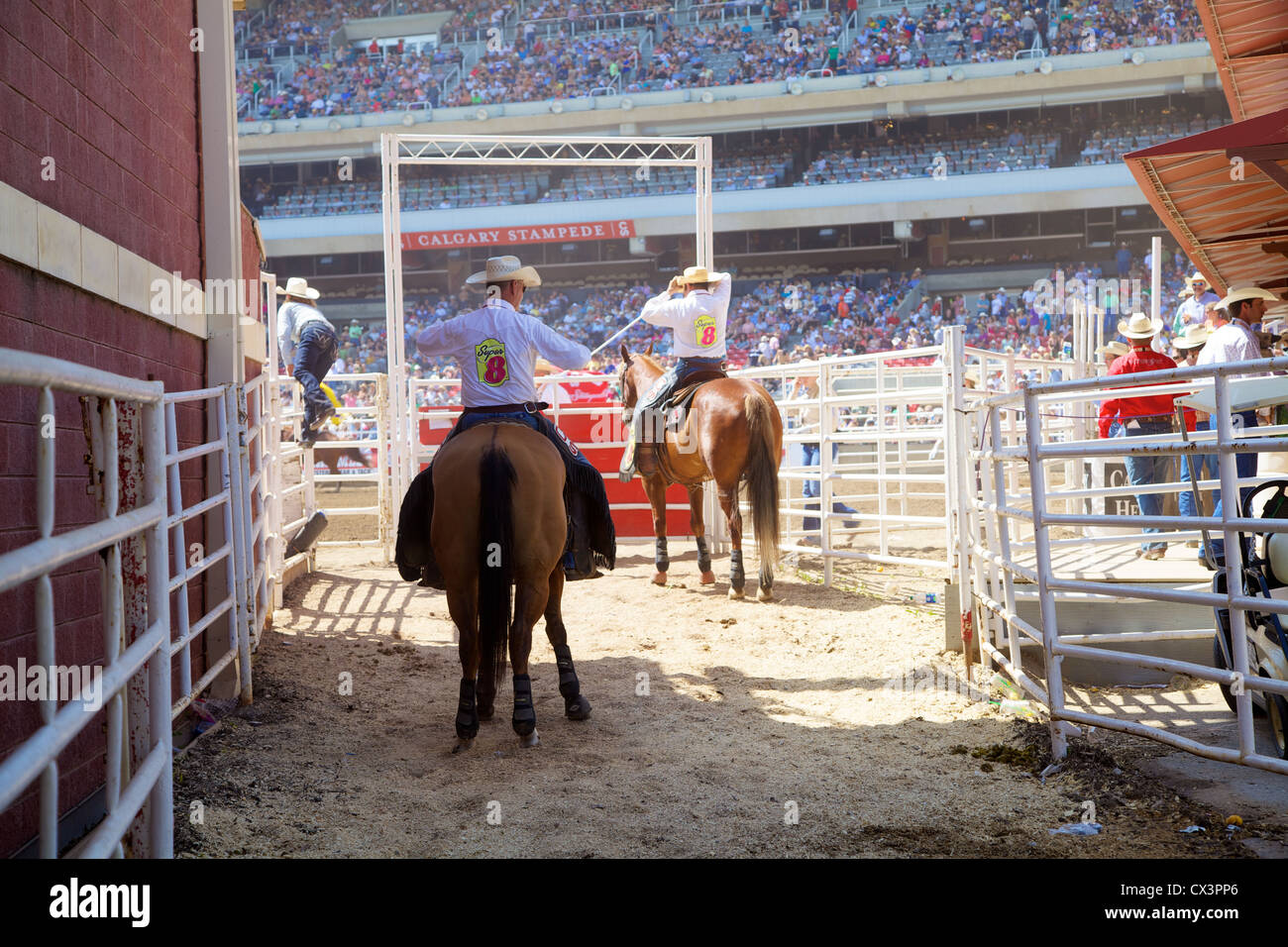 Rodeo cavalli attendono il loro turno in disparte a Calgary Stampede, Alberta, Canada Foto Stock