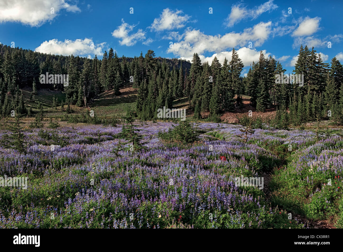 Central Oregon's Canyon Creek prato e il Monte Jefferson Wilderness Area fiorisce con una profusione di lupino. Foto Stock