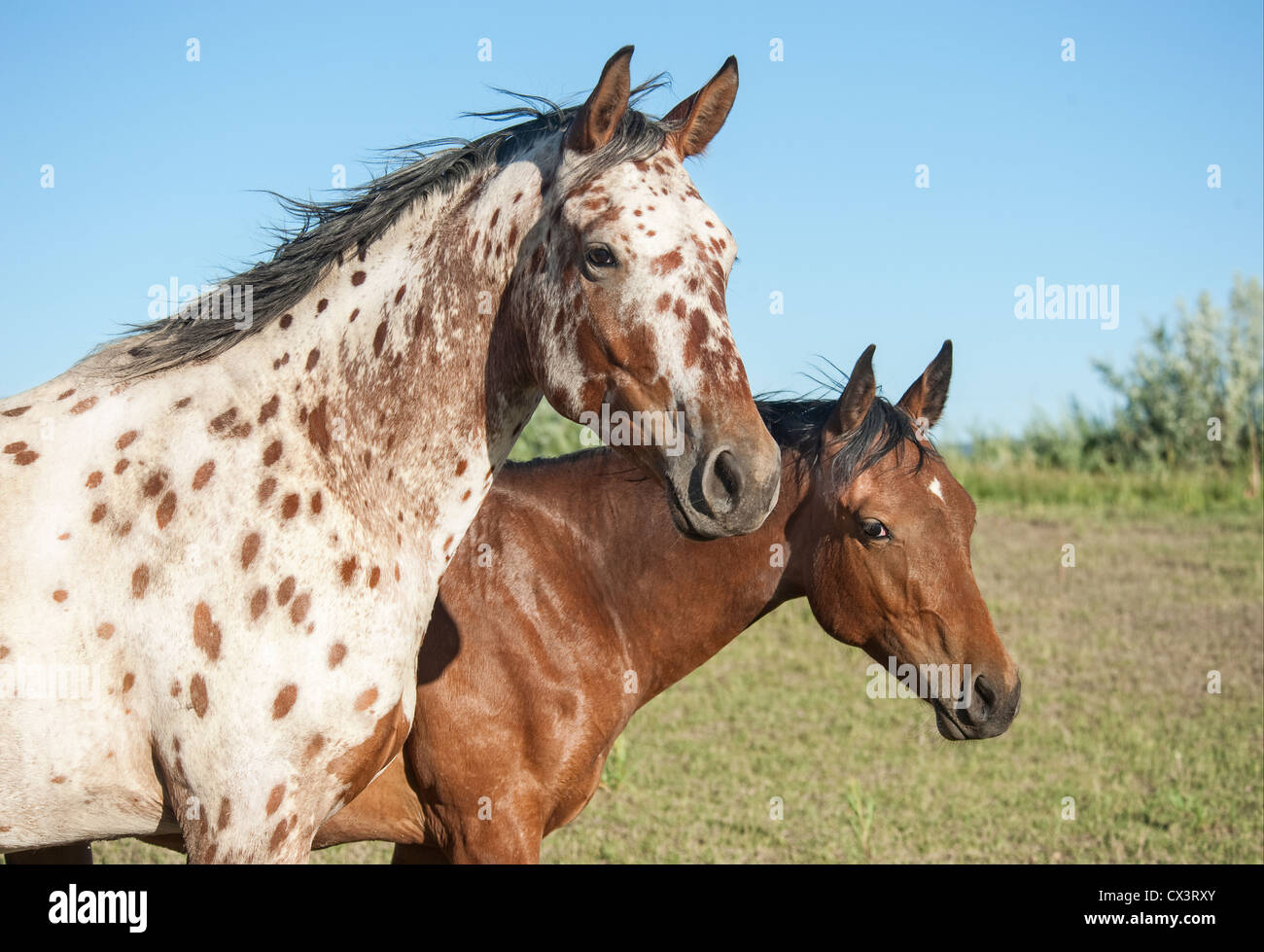 Coppia di Appaloosa cavalli Tiger Foto Stock