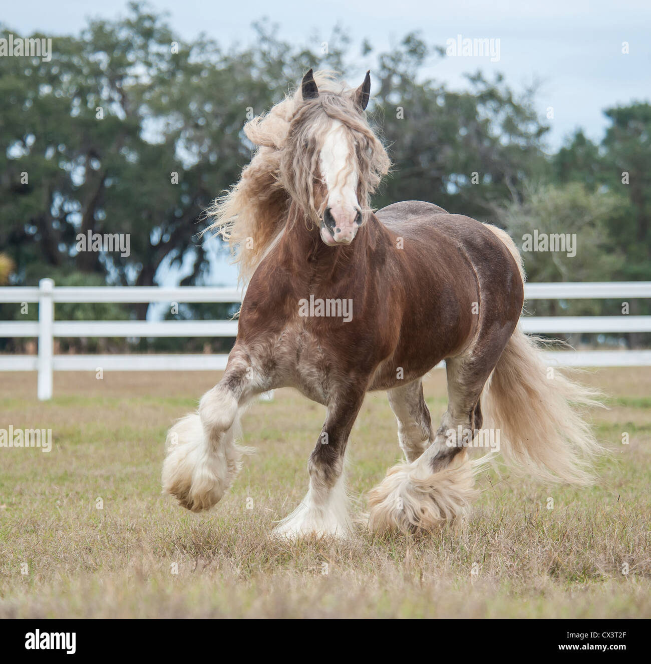 Gypsy Vanner cavallo stallone Foto Stock