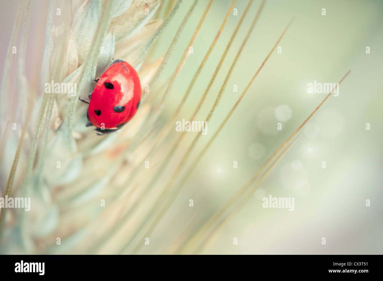 Carino coccinella su un chiodo in un campo di grano Foto Stock