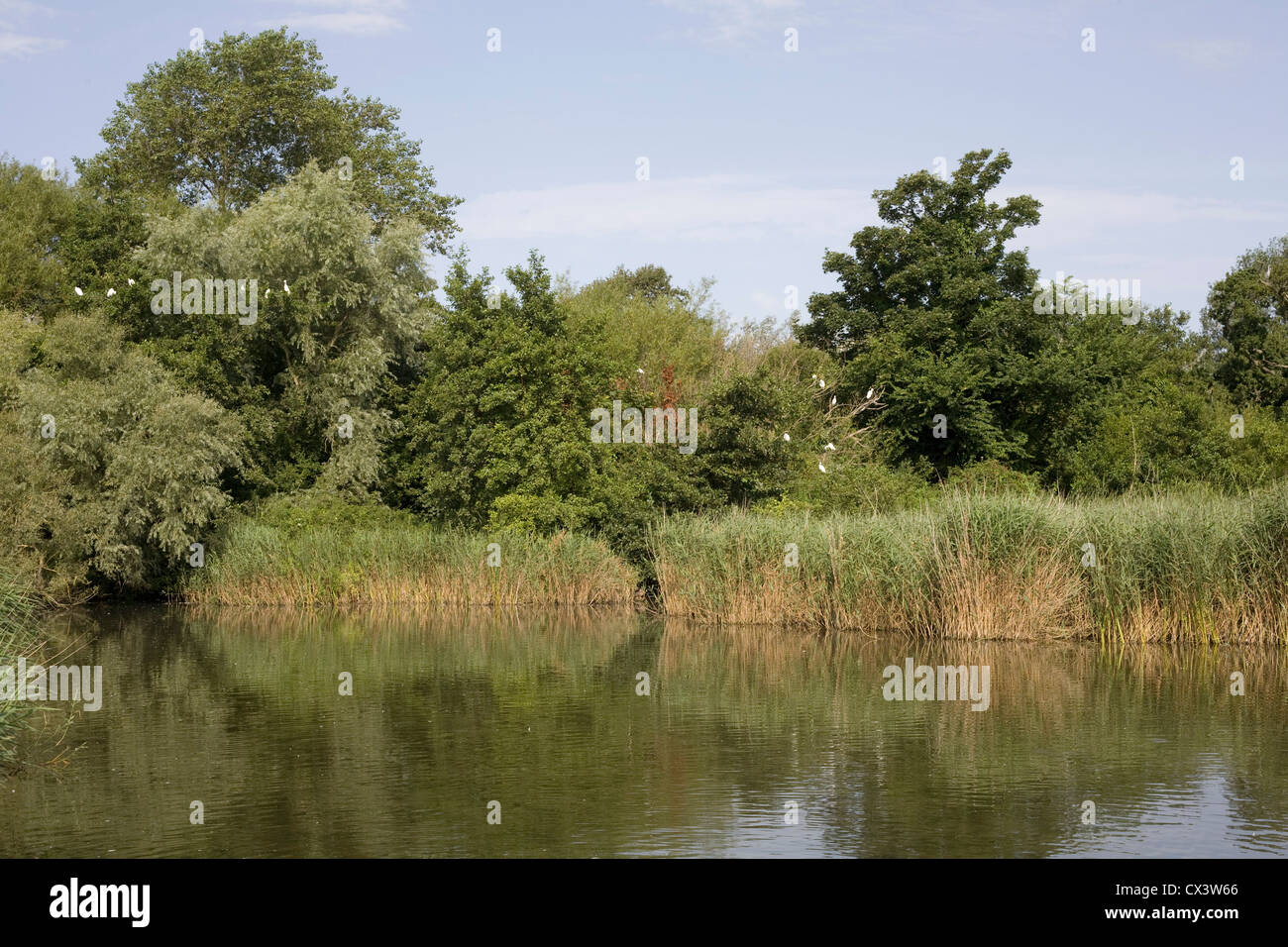 Il Mill Pond, in una zona di straordinaria bellezza naturale a Langstone, Havant Hampshire, Foto Stock
