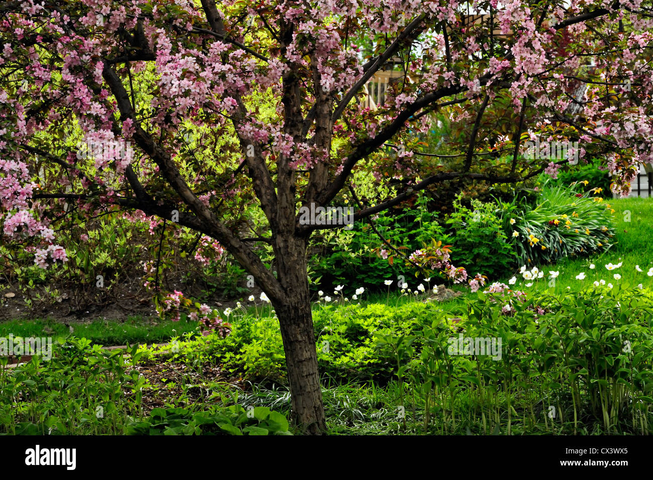 Fioritura e crabapple snowdrop anemone, maggiore Sudbury, Ontario, Canada Foto Stock